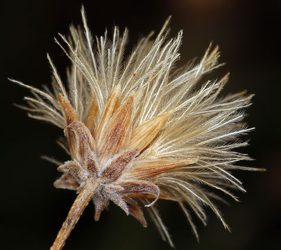 Image de Bebbia juncea var. aspera Greene