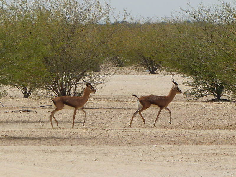 Image of Gazella gazella cora (C. H. Smith 1827)