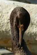 Plancia ëd Phalacrocorax nigrogularis Ogilvie-Grant, Forbes & HO 1899