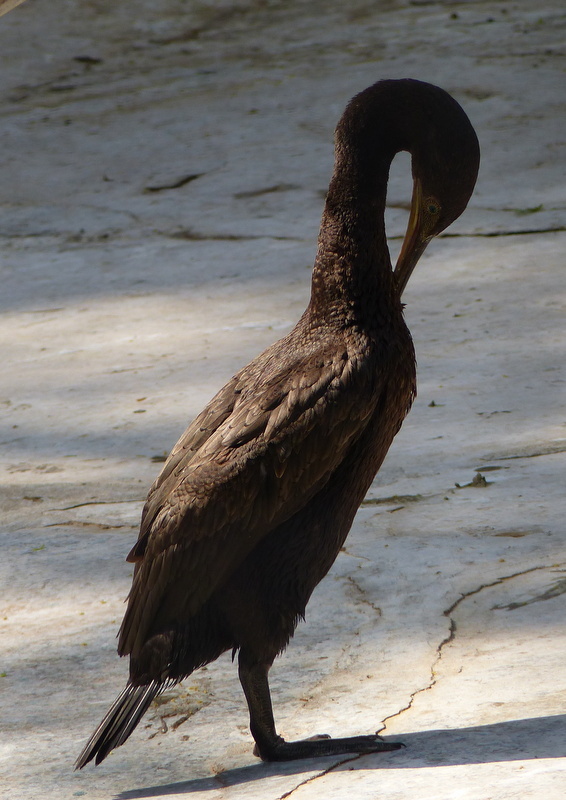 Plancia ëd Phalacrocorax nigrogularis Ogilvie-Grant, Forbes & HO 1899