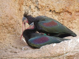 Image of Bald Ibis