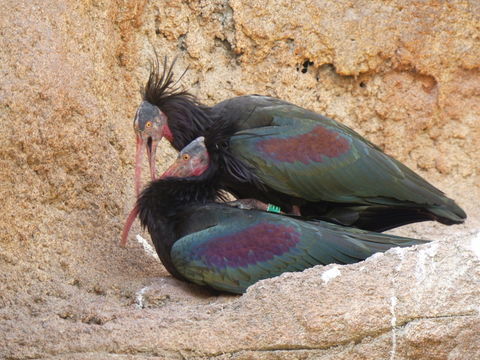 Image of Bald Ibis