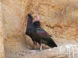 Image of Bald Ibis