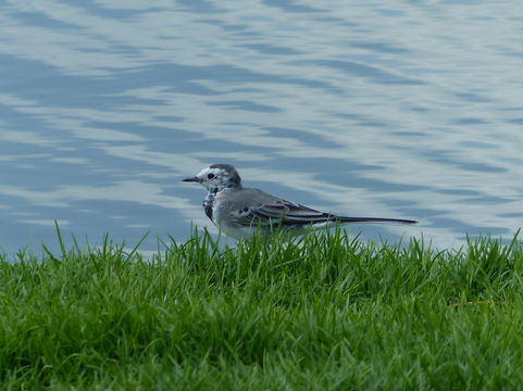 Image of Pied Wagtail and White Wagtail