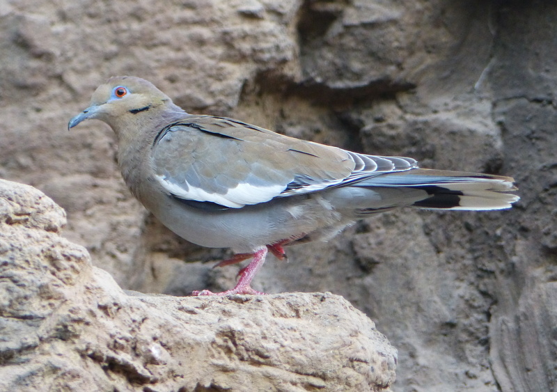 Image of White-winged Dove