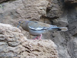 Image of White-winged Dove