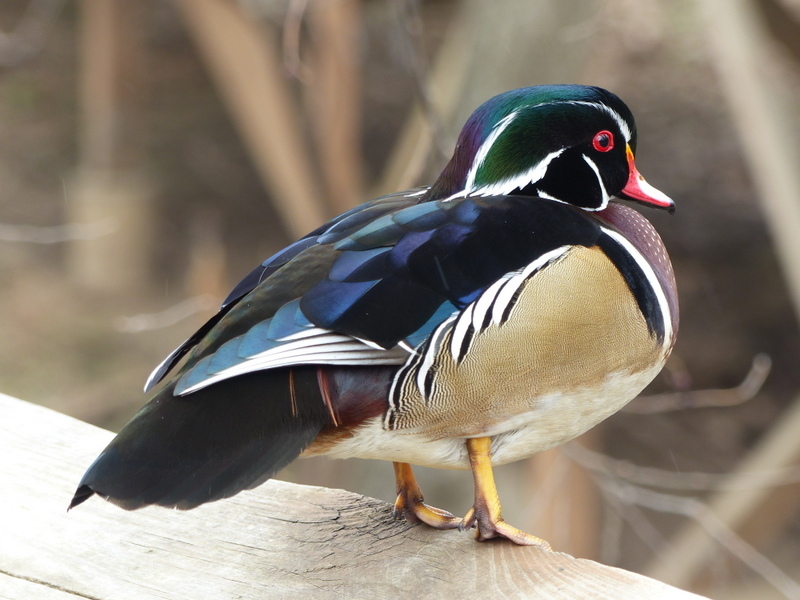 Image of Wood Duck