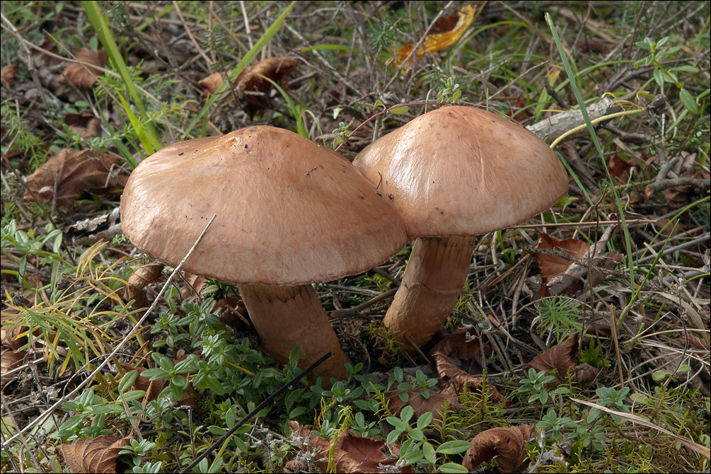 Image of Chroogomphus rutilus (Schaeff.) O. K. Mill. 1964