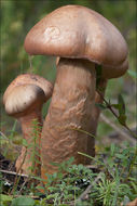 Image of Chroogomphus rutilus (Schaeff.) O. K. Mill. 1964