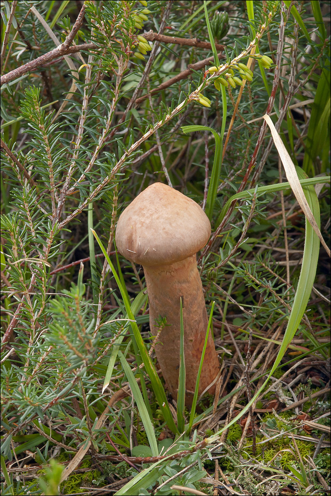 Image of Chroogomphus rutilus (Schaeff.) O. K. Mill. 1964