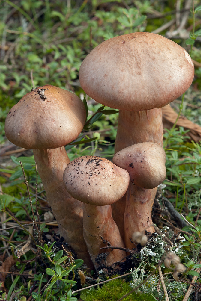 Image of Chroogomphus rutilus (Schaeff.) O. K. Mill. 1964