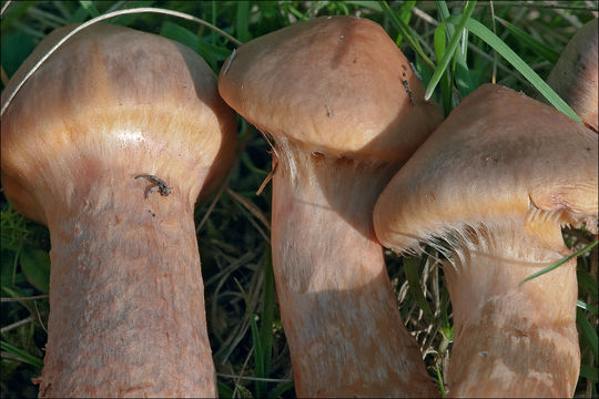 Image of Chroogomphus rutilus (Schaeff.) O. K. Mill. 1964