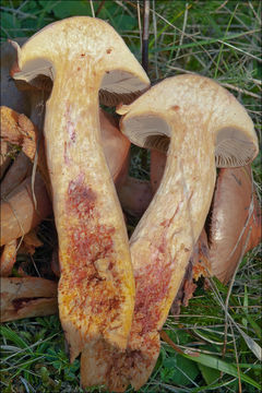 Image of Chroogomphus rutilus (Schaeff.) O. K. Mill. 1964