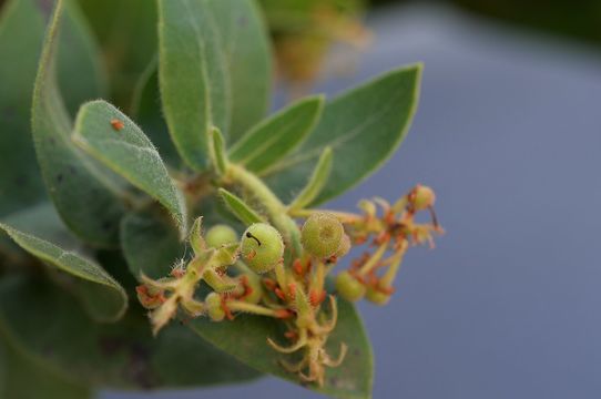 Image of Kings Mountain manzanita