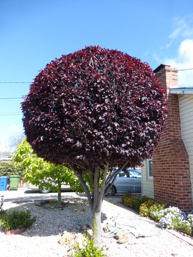 Image of Cherry Plum