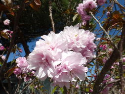 Image of Japanese flowering cherry