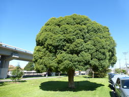 Image of cajeput tree