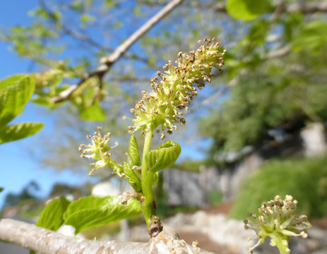 Image of white mulberry