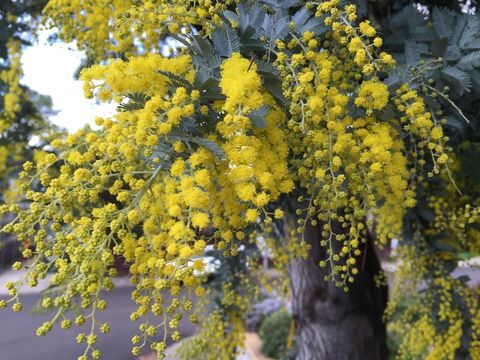 Image of cootamundra wattle