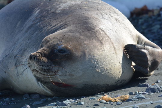 Image of South Atlantic Elephant-seal