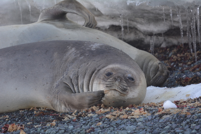 Image of South Atlantic Elephant-seal
