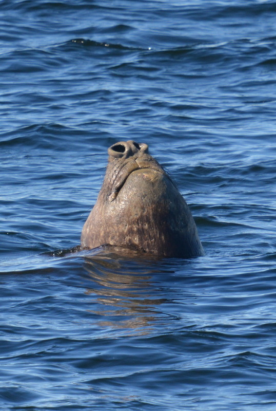 Image of South Atlantic Elephant-seal