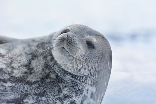 Image of Weddell Seal