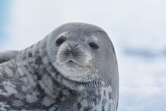 Image of Weddell Seal