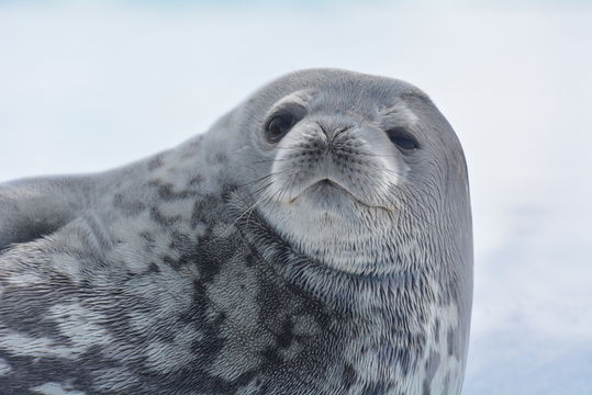 Image of Weddell Seal