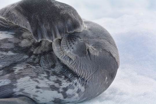 Image of Weddell Seal