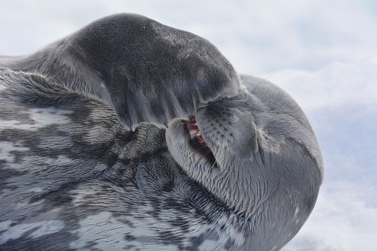 Image of Weddell Seal