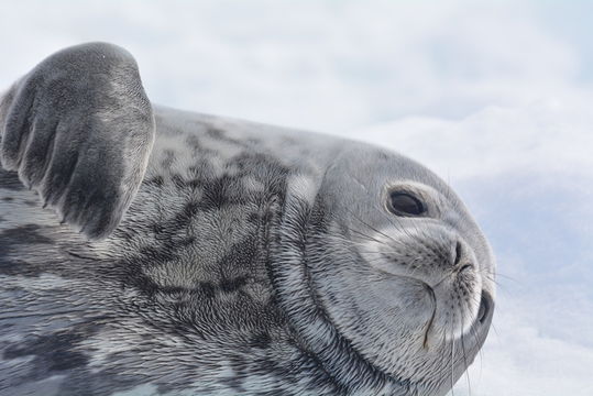 Image of Weddell Seal