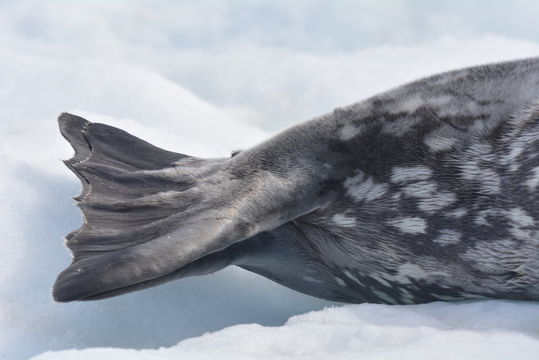 Image of Weddell Seal