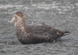 Image of Antarctic Giant-Petrel