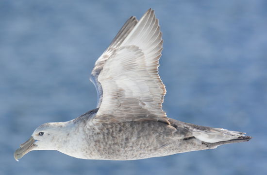 Image of Antarctic Giant-Petrel