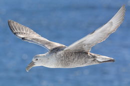 Image of Antarctic Giant-Petrel