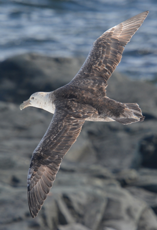 Image of Antarctic Giant-Petrel