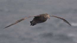 Image of Antarctic Giant-Petrel