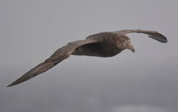 Image of Antarctic Giant-Petrel