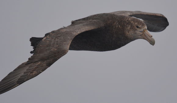 Image of Antarctic Giant-Petrel