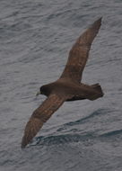 Image of White-chinned Petrel