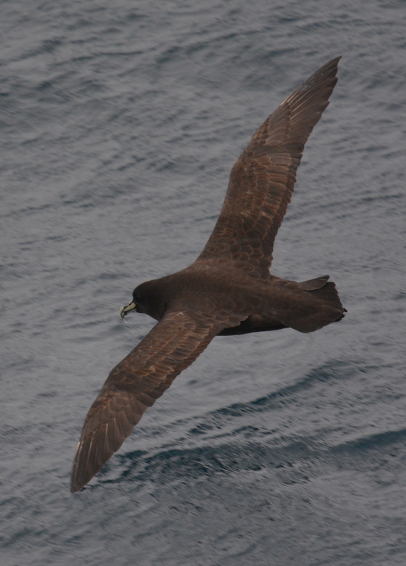 Image of White-chinned Petrel