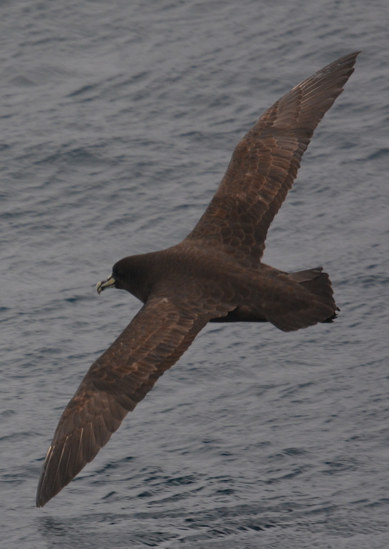 Image of White-chinned Petrel