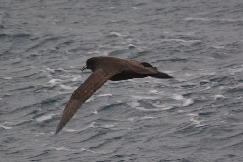 Image of White-chinned Petrel