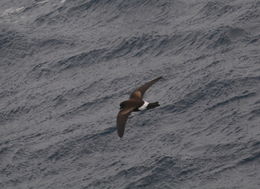 Image of Wilson's Storm Petrel