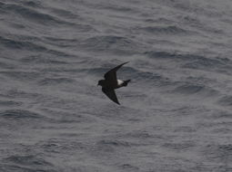 Image of Wilson's Storm Petrel