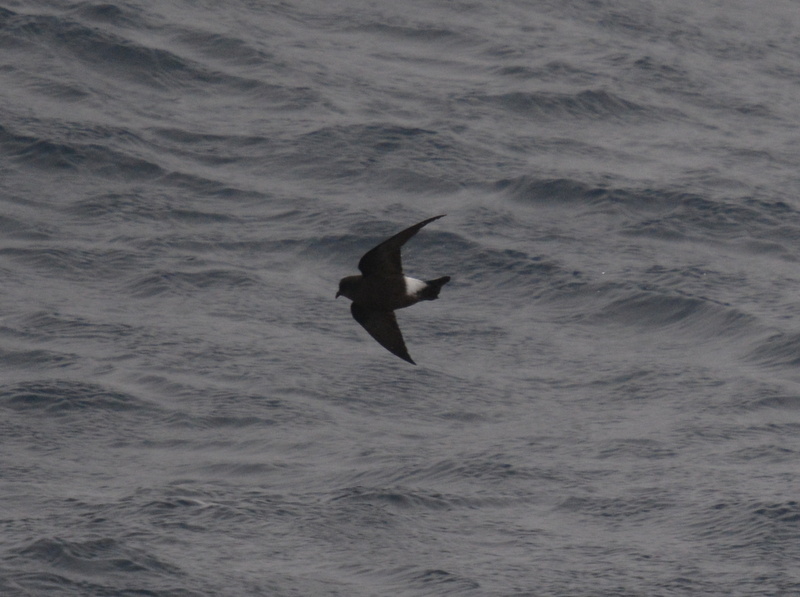 Image of Wilson's Storm Petrel