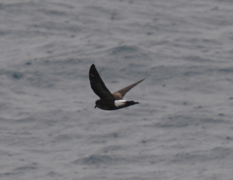 Image of Wilson's Storm Petrel