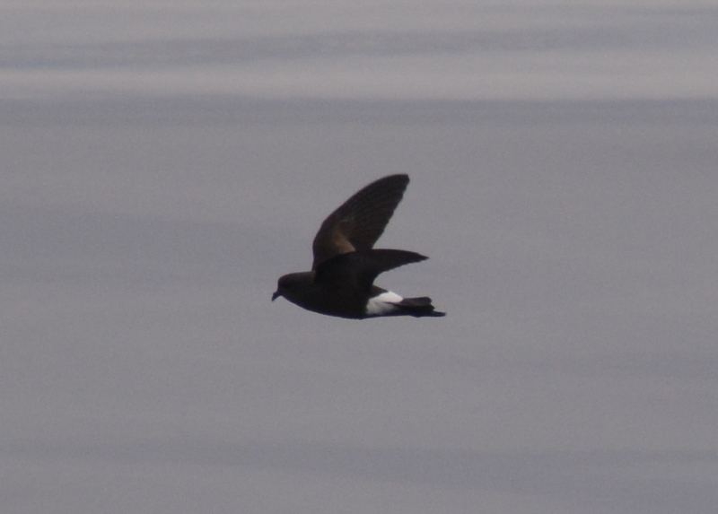 Image of Wilson's Storm Petrel