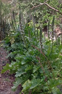 Image of Bear's Breeches